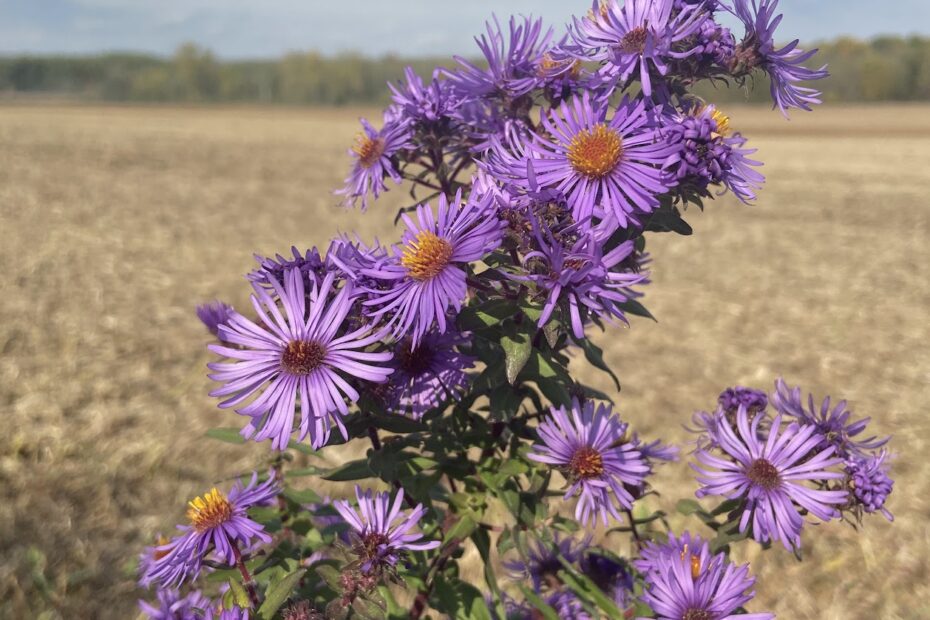 5 Native Perennials for Fall Instead of Mums