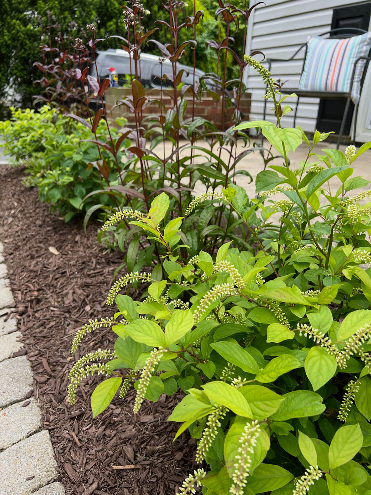 Aston, PA - native plantings blooming in spring Aston, PA - native plantings blooming in spring