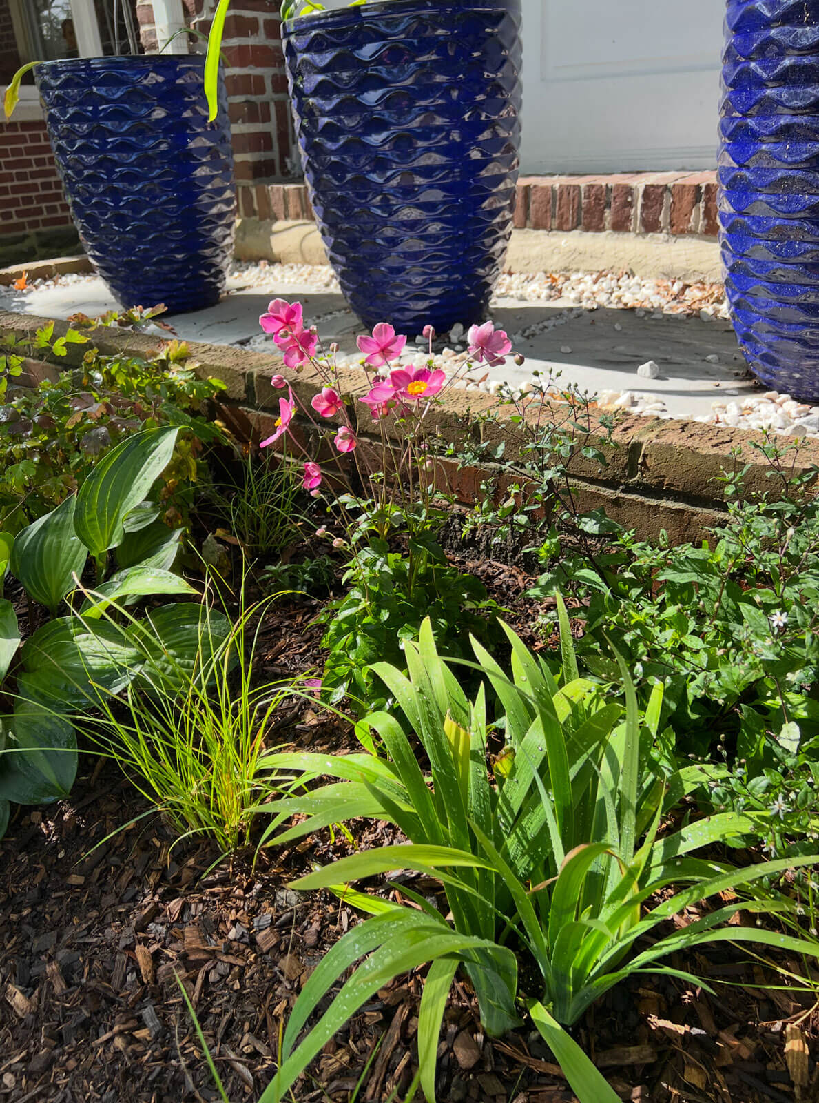 A Baynard Village garden with native plantings added in detail A Baynard Village garden with native plantings added in detail