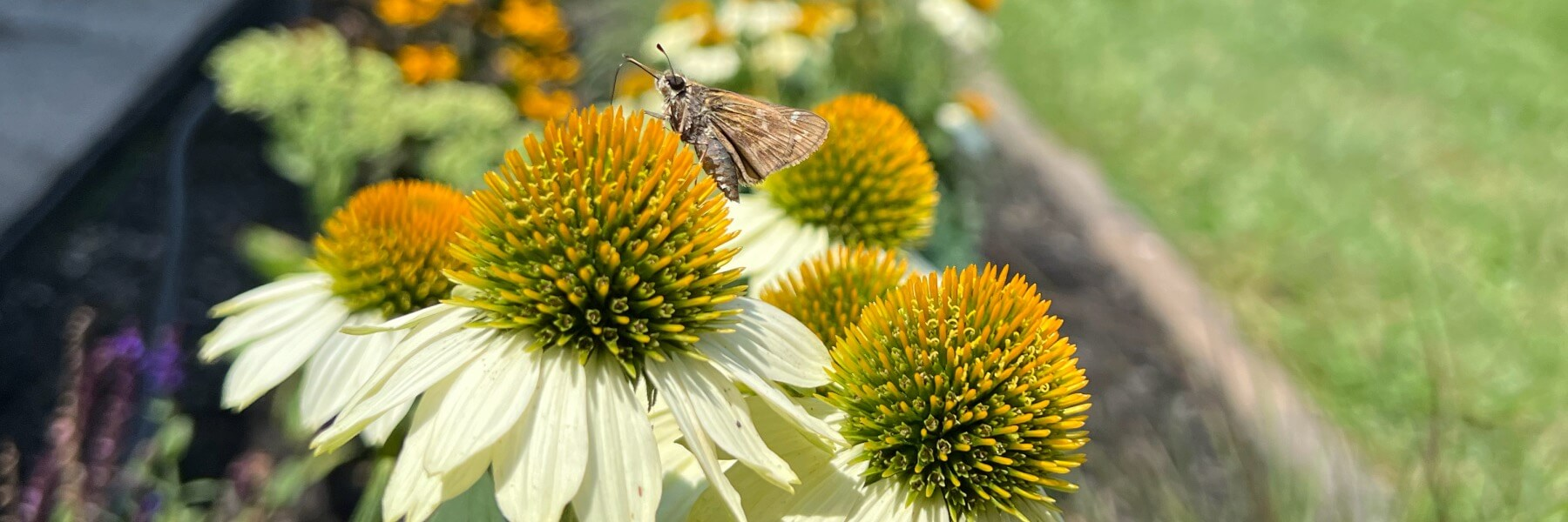 Joyful Roots Co - Gardens for all