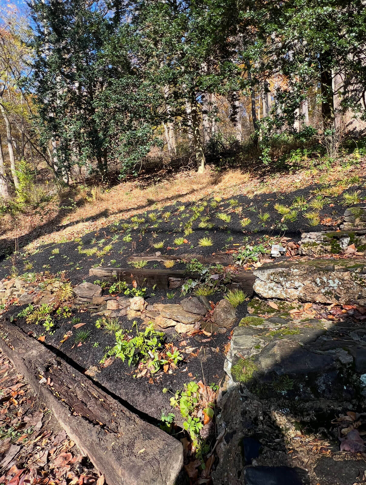Yorklyn, DE - fresh leaf compost added to native hillside planting Yorklyn, DE - fresh leaf compost added to native hillside planting